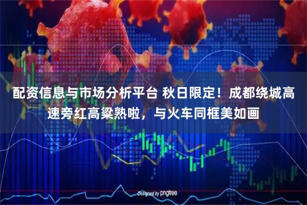 配资信息与市场分析平台 秋日限定！成都绕城高速旁红高粱熟啦，与火车同框美如画