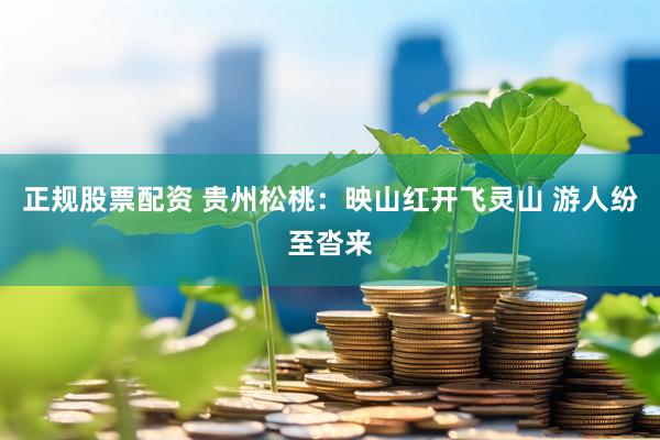 正规股票配资 贵州松桃：映山红开飞灵山 游人纷至沓来